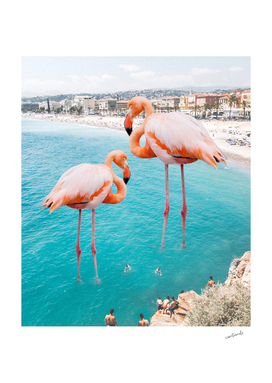 Flamingo on City Beach
