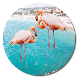 Flamingo on City Beach