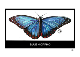 Blue morpho