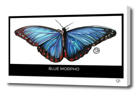 Blue morpho