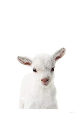Baby Goat Portrait