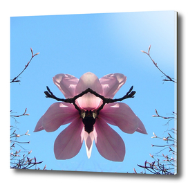 magnolia symmetry