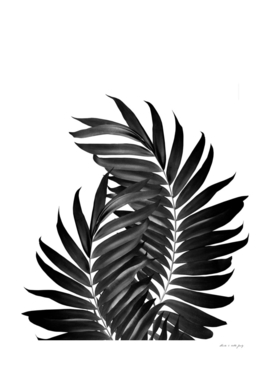 Palm Leaves Black & White Vibes #5 #tropical #decor #art