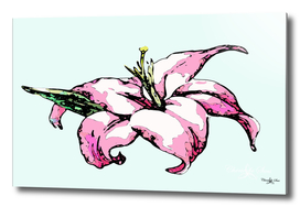 Pink Hibiscus Island Flower