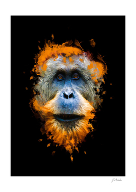 Orangutan monkey