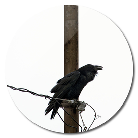 Prophetic Raven...