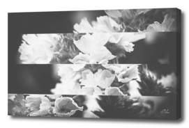 Flower Bells Collage BnW
