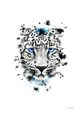 Leopard with blue eyes