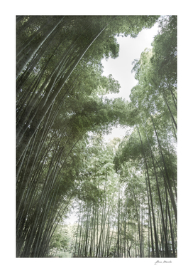 Bamboo Forest Color