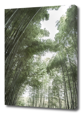 Bamboo Forest Color