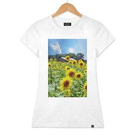 Bright Sunflowers Under Star Sun