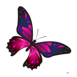 butterfly colorful pink blue