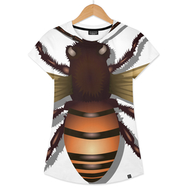 Honeybee bee insect fly honey