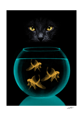 black cat goldfish