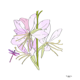 Gaura Flowers And Dragonfly