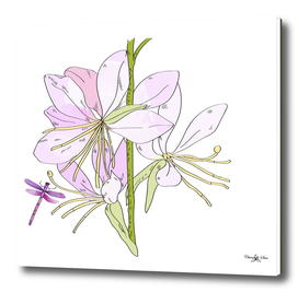 Gaura Flowers And Dragonfly