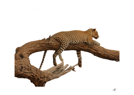 Leopard acacia overview savannah