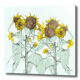 The sunflower brigade