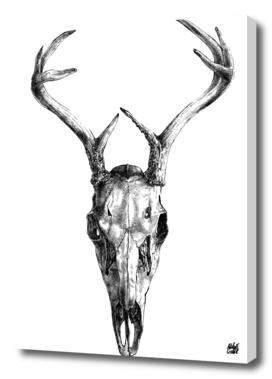 Deer v.01