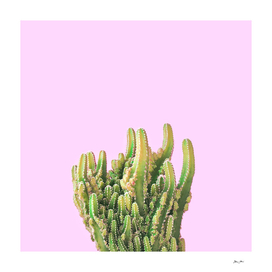 Summer Cactus Fingers on Soft Lavender