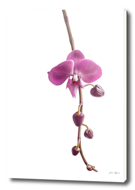elegant orchid