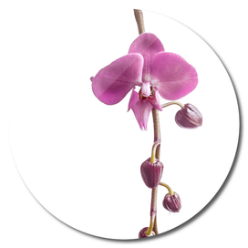 elegant orchid