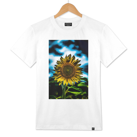 Dark Sunflower