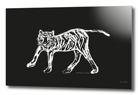 Tiger black-white