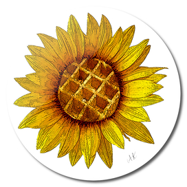 Sunflower of Summer