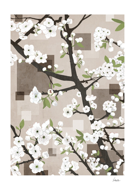 cherry blossoms white