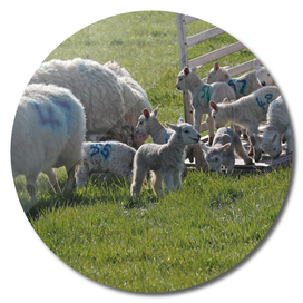 Lambs to Pasture