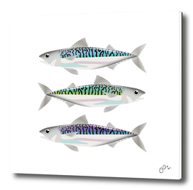 Colourful mackerel