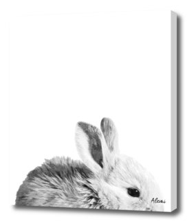 Black and White Bunny
