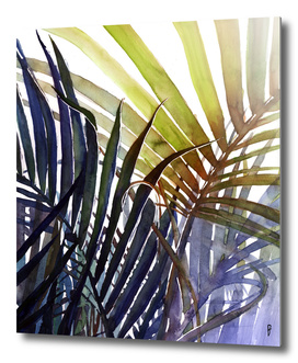 palmy violetowe