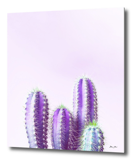 Cactus Family - Shades of Purple