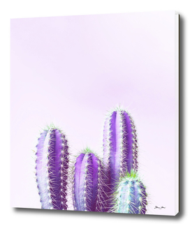 Cactus Family - Shades of Purple