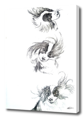 Dog sequence  Illustration
