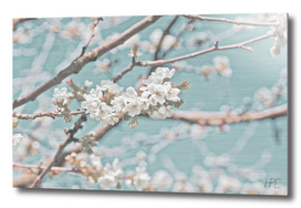 Apple blossom with elegant background
