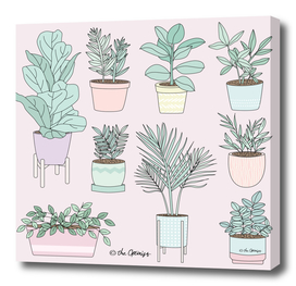 House Plants Guide
