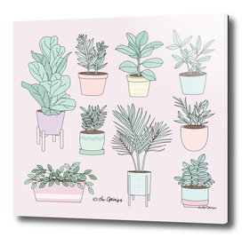 House Plants Guide
