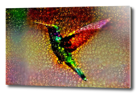 Ornamental Hummingbird