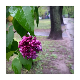 lilac flower in the rain