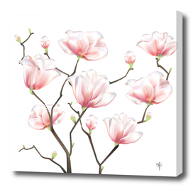 Line Magnolia flowers 1