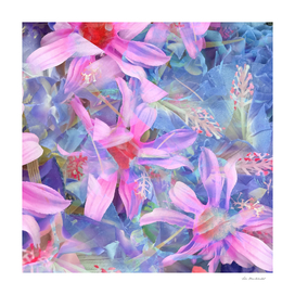 blooming blue and pink daisy flower abstract