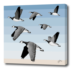 Barnacle goose flock
