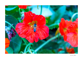 Bee eating nectar from red poppy flower in spring