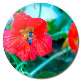 Bee eating nectar from red poppy flower in spring