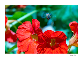 Bees flying with fast moving wings on top of poppy flower