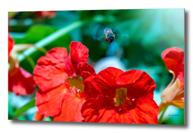 Bees flying with fast moving wings on top of poppy flower