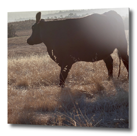 Black cow with long shadow grazing on hill at sunset